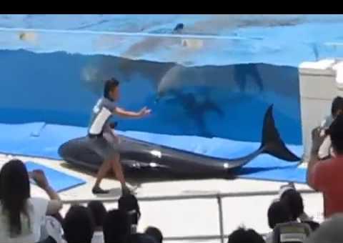 VÍDEO: Baleia pula de aquário ao vivo e assusta